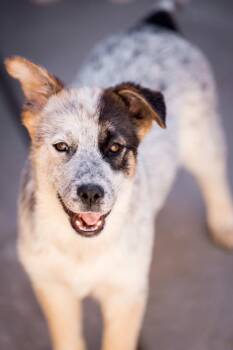 Australian Shepherd and Australian Cattle Dog Blue Heeler Dogs Available for Adoption in Fort Lupton, Colorado - Blueberry Muffin | PetCurious