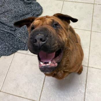 Mixed Breed Dogs Available for Adoption in Columbus, Georgia - Cartier 8164 | PetCurious