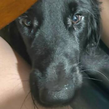 Bud (Benefactor dog) -  Flat Coated Retriever and Mixed Breed Dog for Adoption in New Orleans, Louisiana - Bud (Benefactor Dog) | PetCurious