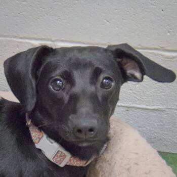 Kendall -  Dachshund Dog for Adoption in Huntley, Illinois - Kendall | PetCurious
