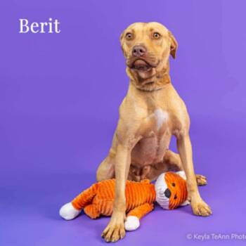 Berit -  Pit Bull Terrier Dog for Adoption in Northbrook, Illinois - Berit | PetCurious