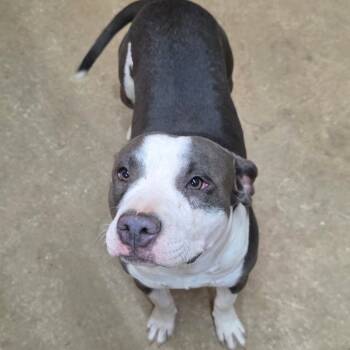 Rescue Pit Bull Terrier Dogs for Adoption in Mooresville, Indiana - Benny | PetCurious