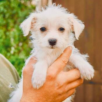Rescue Miniature Poodle and Chihuahua Dogs for Adoption in San Diego, California - Melody | PetCurious