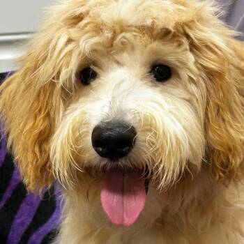 Tucker -  Goldendoodle Dog Available for Adoption - Tucker | PetCurious
