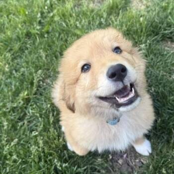 Rascal -  Golden Retriever and Great Pyrenees Dog Available for Adoption in Plainfield, Illinois - Rascal | PetCurious