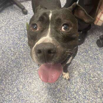 Oreo -  Pit Bull Terrier Dog Available for Adoption in Belleville, Illinois - Oreo | PetCurious