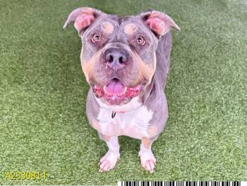 Mixed Breed Dogs Available for Adoption - ZAZA | PetCurious