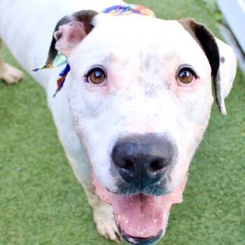 Rescue Dogo Argentino and Mixed Breed Dogs for Adoption in Largo, Florida - Geoff | PetCurious