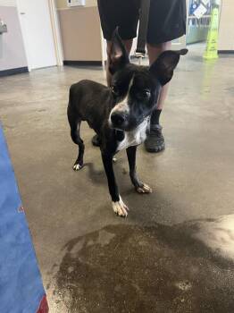 Labrador Retriever and Pit Bull Terrier Dogs Available for Adoption - Found Stray: Newt | PetCurious