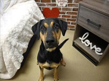 Rescue Black And Tan Coonhound and Labrador Retriever Dogs for Adoption in Decatur, Illinois - LUNA | PetCurious
