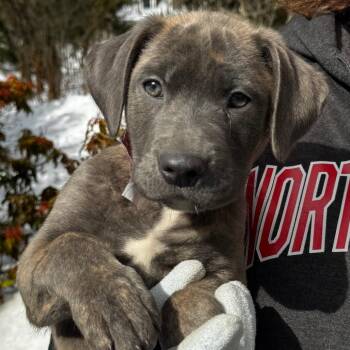 Retriever and Shepherd Dogs Available for Adoption - NY NYX Avail Feb 14 (Tractor Supply Patterson) | PetCurious