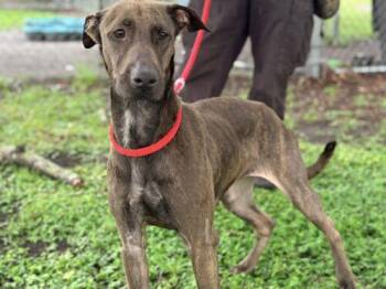 MOCHA -  Whippet and Mixed Breed Dog for Adoption in St. Cloud, Florida - MOCHA | PetCurious