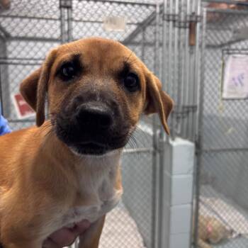 Porsche -  Labrador Retriever and Cattle Dog Dog for Adoption in Goleta, California - Porsche | PetCurious