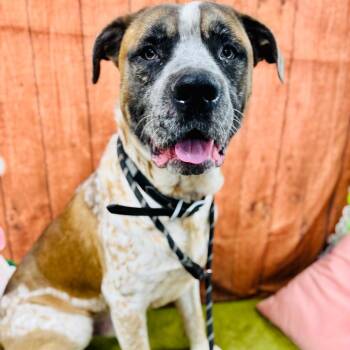 Champ -  Saint Bernard and Terrier Dog for Adoption in Lebanon, Missouri - Champ | PetCurious