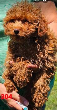 #304 -  Miniature Poodle Dog for Adoption in Twin Lakes, Wisconsin - #304 | PetCurious