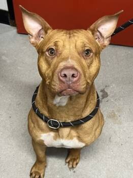 Rescue Mixed Breed Dogs for Adoption in West Chester, Pennsylvania - Ruby | PetCurious