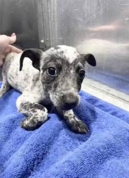 Kiwi -  Australian Cattle Dog Blue Heeler Dog for Adoption in Lakewood Ranch, Florida - Kiwi | PetCurious