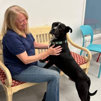 Gino -  Mixed Breed Dog Available for Adoption in Wheeling, Illinois - Gino | PetCurious