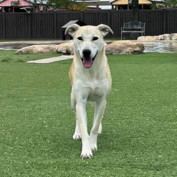 Sweetie 5613 -  Siberian Husky and Labrador Retriever Dog for Adoption in Loxahatchee Groves, Florida - Sweetie 5613 | PetCurious