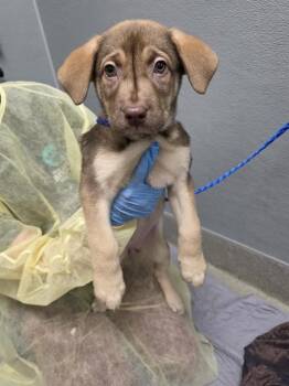 AMIDALA -  Mastiff and Mixed Breed Dog for Adoption in Las Vegas, Nevada - AMIDALA | PetCurious