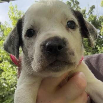 Reef -  Mixed Breed Dog for Adoption in Rockville, Maryland - Reef | PetCurious