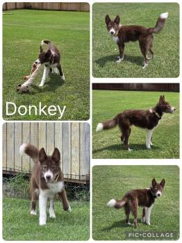 Donkey -  Pomsky Dog for Adoption in Enterprise, Alabama - Donkey | PetCurious