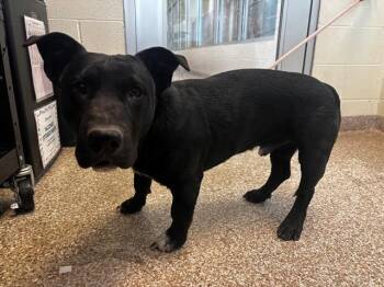 Pit Bull Terrier and Basset Hound Dogs Available for Adoption - EEYORE | PetCurious