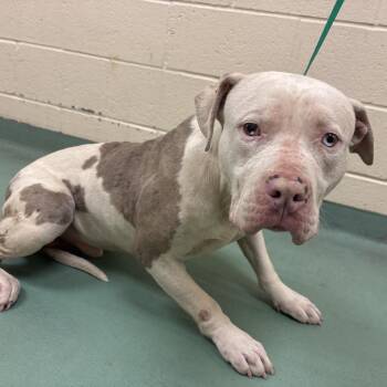 Mixed Breed Dogs Available for Adoption in Bartlett, Tennessee - Regal | PetCurious