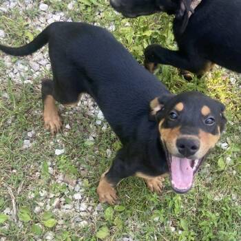 Rosa -  Doberman Pinscher and Mixed Breed Dog for Adoption in Columbia, Missouri - Rosa | PetCurious