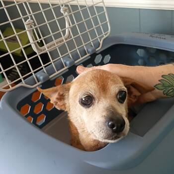 Ruth -  Chihuahua Dog for Adoption in Salisbury, Maryland - Ruth | PetCurious