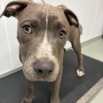 Caddie -  Pit Bull Terrier and Mixed Breed Dog Available for Adoption in Abilene, Texas - Caddie | PetCurious
