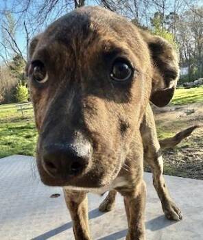 Mountain Cur Dogs Available for Adoption in Manchester, Connecticut - Tito | PetCurious