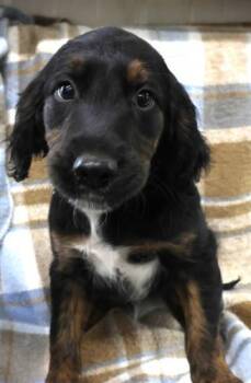 Golden Retriever Dogs Available for Adoption in Thief River Falls, Minnesota - Norris | PetCurious