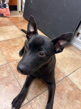 Mixed Breed Dogs Available for Adoption - Libby | PetCurious
