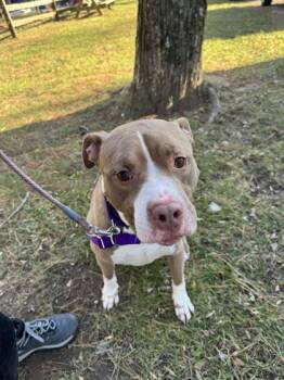 Hunter -  Mixed Breed Dog for Adoption in Reisterstown, Maryland - Hunter | PetCurious