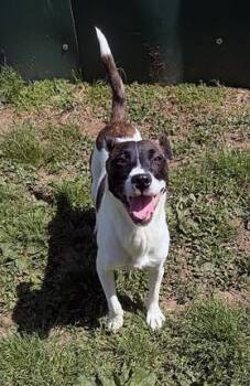 Mixed Breed Dogs Available for Adoption in Nashville, Tennessee - Dannielle | PetCurious