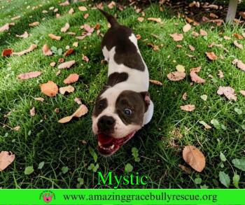 American Bulldog Dogs Available for Adoption in Pensacola, Florida - Mystic | PetCurious