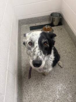 Abe -  Border Collie and Australian Cattle Dog Blue Heeler Dog for Adoption in Van Wert, Ohio - Abe | PetCurious