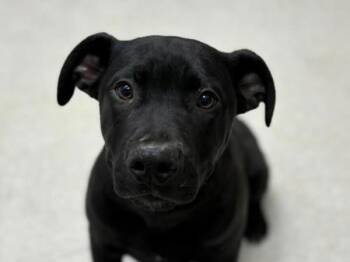 Labrador Retriever Dogs Available for Adoption - Flint | PetCurious