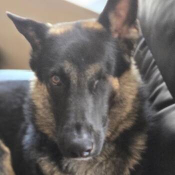 German Shepherd Dog Dogs Available for Adoption in Gulfport, Mississippi - Shilo | PetCurious