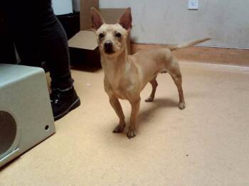 MOJO -  Terrier and Mixed Breed Dog for Adoption in Martinez, California - MOJO | PetCurious