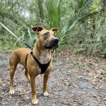 Penny -  Black Mouth Cur Dog for Adoption in St. Augustine, Florida - Penny | PetCurious