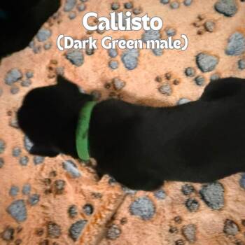 Calisto (Dark Green Collar) -  German Shepherd Dog Dog for Adoption in Tulsa, Oklahoma - Calisto (Dark Green Collar) | PetCurious