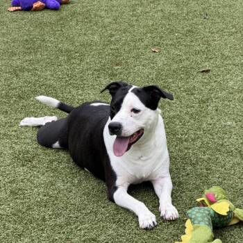 Mojito -  Mixed Breed Dog for Adoption in Greensboro, North Carolina - Mojito | PetCurious