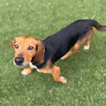 Hound Dogs Available for Adoption - Johnson | PetCurious