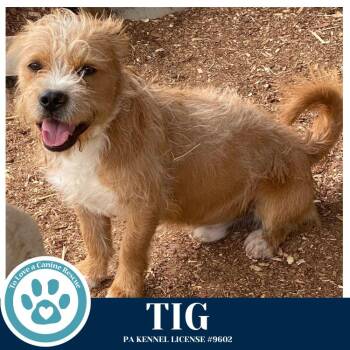 Terrier Dogs Available for Adoption - Tig 031426 | PetCurious