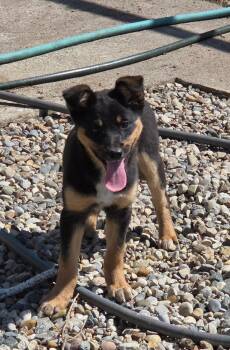 Manchester Terrier and Jack Russell Terrier Dogs Available for Adoption in Warren, Michigan - Autumn | PetCurious