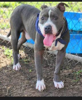 American Staffordshire Terrier and Blue Lacy Dogs Available for Adoption - Butch Cassidy | PetCurious