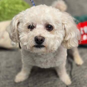 Bichon Frise Dogs Available for Adoption in Normal, Illinois - Beezer | PetCurious
