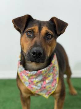 German Pinscher and German Shepherd Dog Dogs Available for Adoption - Rose | PetCurious